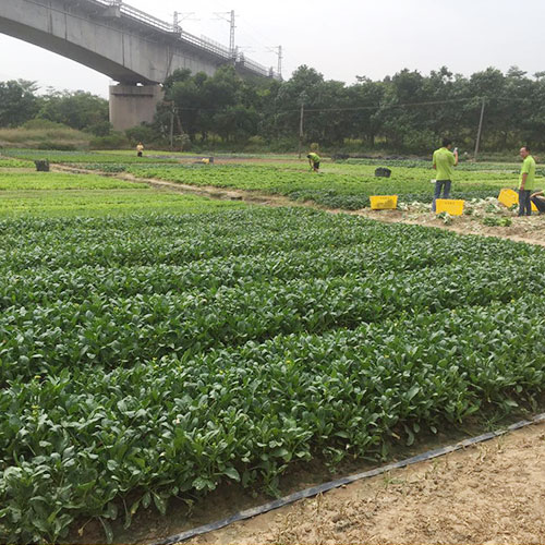 云南基地种植基地深圳市葡萄视频APP官网下载安装农产品实业有限公司