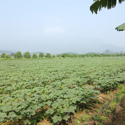 河南濮阳基地种植基地深圳市葡萄视频APP官网下载安装农产品实业有限公司